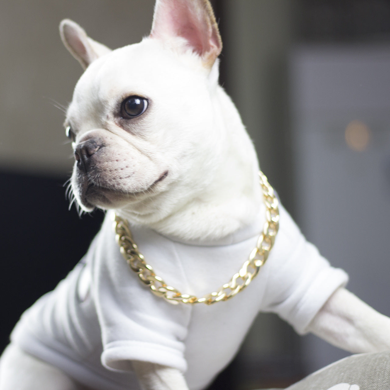 Cuban Link Dog Collar, Dog Gold Chain with Secure Buckle, Fashion Dog Necklace Collar Metal Collar for Pitbull Mastiff Bulldog Rottweiler Medium Large Dogs
